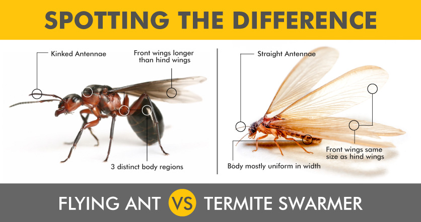 Flying Ant and Termite