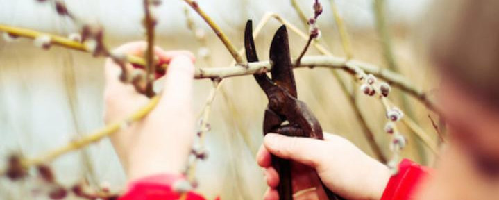 Pruning a tree limb