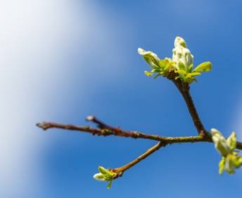 tree-leaf-buds